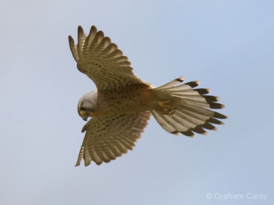 Kestrel (Falco tinnunulus) Graham Carey